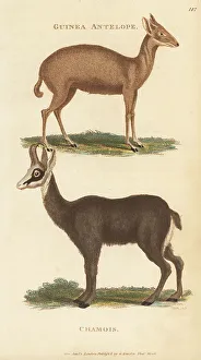 Kearsley Prints: Common duiker and Alpine chamois