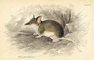 Marsupiata Prints: Common dunnart, Sminthopsis murina