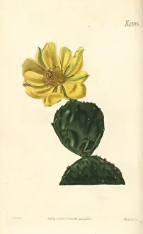 Common dwarf Indian fig, Cactus opuntia