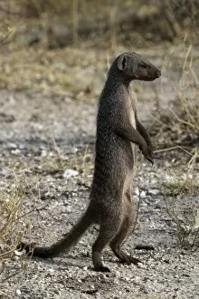 Dwarf Gallery: Common Dwarf Mongoose - standing on hind legs