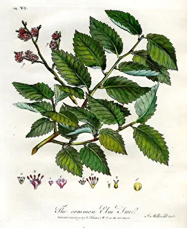 Common Elm Tree