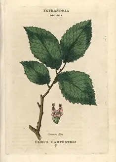 Common elm, Ulmus glabra