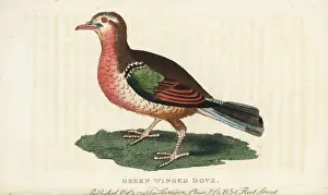 Naturalistspocketmagazine Prints: Common emerald dove, Chalcophaps indica