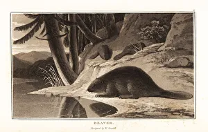 Menagerie Prints: Common Eurasian beaver, Castor fiber, near a riverbank with fir