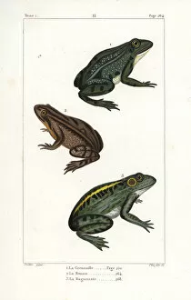 Rana Gallery: Common European frog and American bullfrog