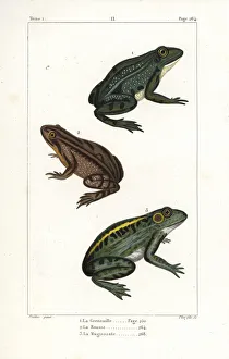Rana Gallery: Common European frog and American bullfrog