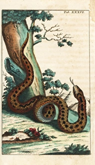 Adder Gallery: Common European viper or adder, Vipera berus
