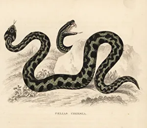 Adder Gallery: Common European viper or adder, Vipera berus
