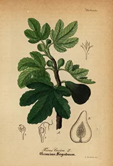 Medical Pharmaceutical Gallery: Common fig, Ficus carica