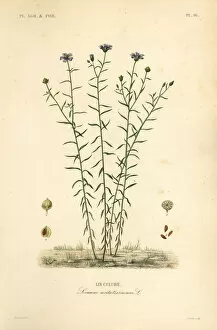 Agricoles Gallery: Common flax or linseed, Linum usitatissimum