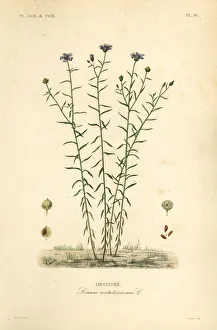 Agricoles Gallery: Common flax or linseed, Linum usitatissimum