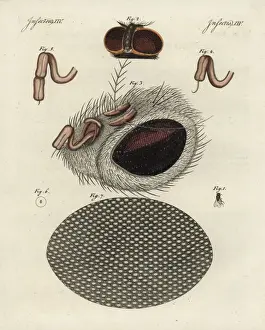 Magnified Prints: Common fly, Musca domestica, head, proboscis and cornea