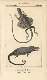 Volans Prints: Common flying dragon, Draco volans, and two-horned