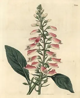 Curtis Prints: Common foxglove, Digitalis purpurea