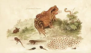 Rana Gallery: Common frog, Rana temporaria