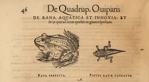 Amphibia Prints: Common frog, Rana temporaria, and tadpole with tail