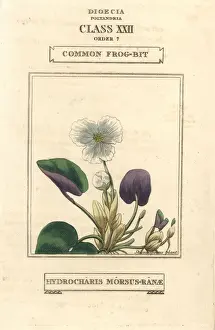 Duppa Prints: Common frogbit, Hydrocharis morsus-ranae