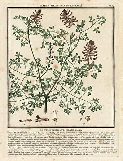 Colour Printing Prints: Common fumitory, Fumaria officinalis