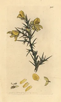 Common Gallery: Common furze or whin, Ulex europaeus