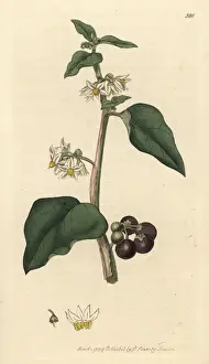 Toxic Prints: Common or garden nightshade, Solanum nigrum