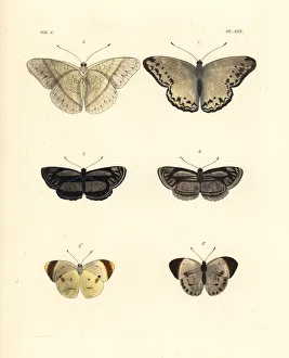 Common glider, original club-dot sailer and smoky orange tip Common glider, original club-dot sailer and smoky orange tip