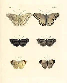 Common glider, original club-dot sailer and smoky orange tip