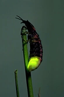 Images Dated 14th June 2010: Common Glow-worm - female - attracts males by glowing