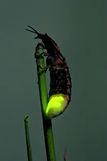 Dusk Prints: Common Glow-worm - female - attracts males by glowing