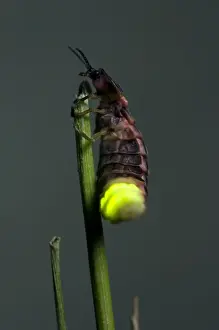 Common Glow-worm - female - glowing on a cut grass stalk to attract males - late in
