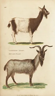 Nanny Prints: Common goat, male and female, Capra hircus