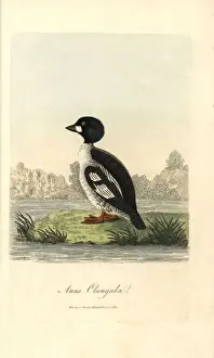 Common goldeneye, Bucephala clangula