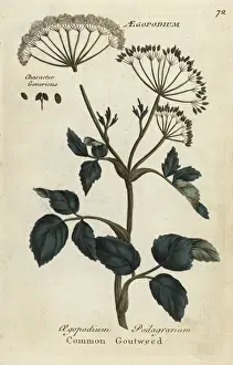 Joshuahamilton Prints: Common goutweed, Aegopodium podagrarium