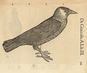 Cambier Prints: Common grackle, Quiscalus quiscula