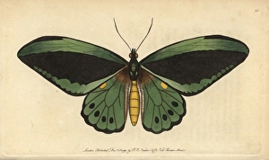 Common green birdwing butterfly, Ornithoptera priamus