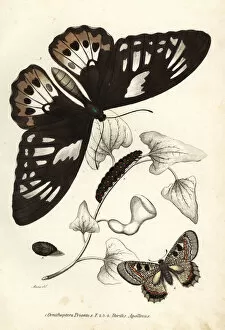 False Gallery: Common green birdwing and false apollo butterflies