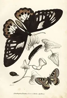 Birdwing Prints: Common green birdwing and false apollo butterflies