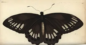 Birdwing Prints: Common green birdwing, female, Ornithoptera priamus