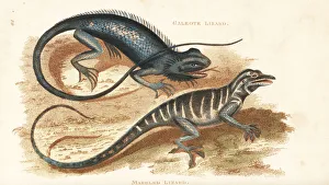 Amphibia Collection: Common green forest lizard and many-colored bush anole