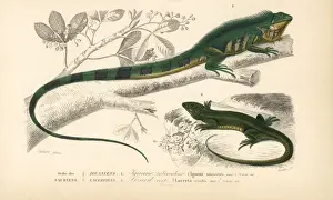 Common green iguana and green lizard