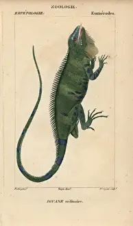Common green iguana, Iguana iguana