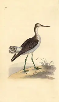 Edwarddonovan Prints: Common greenshank, Tringa nebularia