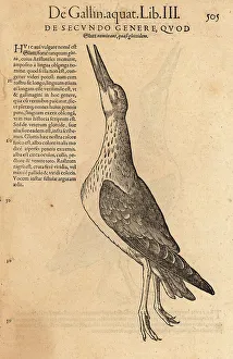 Cambier Prints: Common greenshank, Tringa nebularia