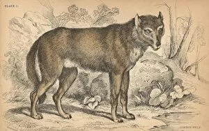 Common grey wolf, Canis lupus