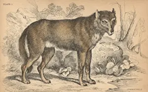 Jardine Prints: Common grey wolf, Canis lupus