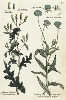 Joshuahamilton Prints: Common groundsel and hairy sheeps rampion