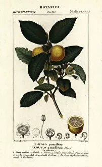 Scienze Collection: Common guava, Psidium guajava