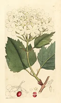 Common guelder rose or water elder tree, Viburnum opulus