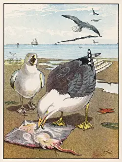 Gulls Prints: Common Gulls on Beach