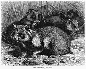 Cricetus Prints: Common Hamster