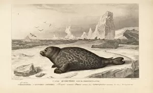 Vitulina Collection: Common or harbor seal, Phoca vitulina